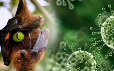The Nipah Virus. What You Should Know!