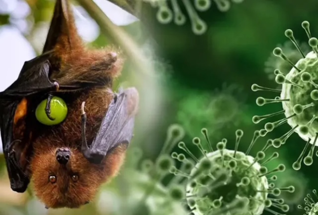 The Nipah Virus. What You Should Know!